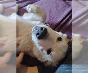 Golden Retriever Puppy for sale in ARIZONA CITY, AZ, USA
