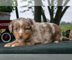 Puppy Coco Miniature Australian Shepherd