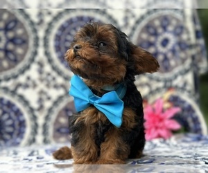Poodle (Toy)-YorkiePoo Mix Puppy for sale in LANCASTER, PA, USA