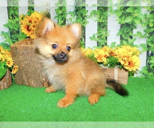 Pomeranian Puppy for sale in HAMMOND, IN, USA