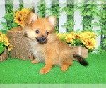 Image preview for Ad Listing. Nickname: Tiny Pomeranian