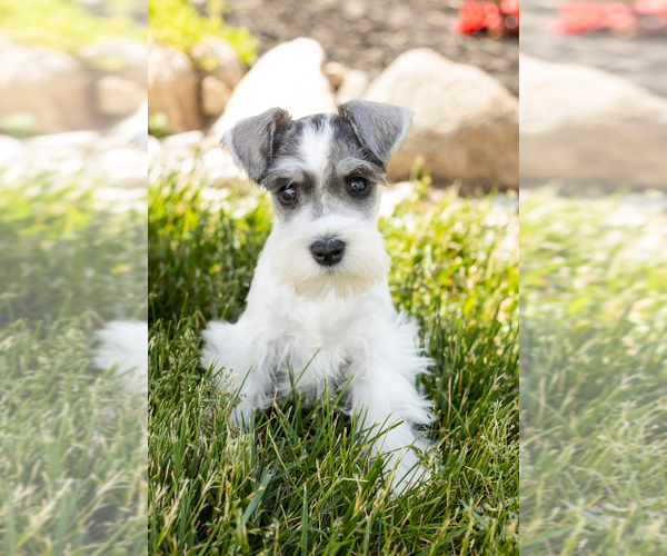 Medium Photo #23 Schnauzer (Miniature) Puppy For Sale in MILLERSBURG, IN, USA