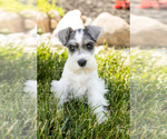 Small Photo #23 Schnauzer (Miniature) Puppy For Sale in MILLERSBURG, IN, USA