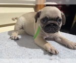 Small Photo #7 Pug Puppy For Sale in CHICAGO, IL, USA