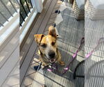 Small #1 American Staffordshire Terrier Mix