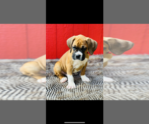 Boxer Puppy for sale in SAINT AUGUSTINE, FL, USA