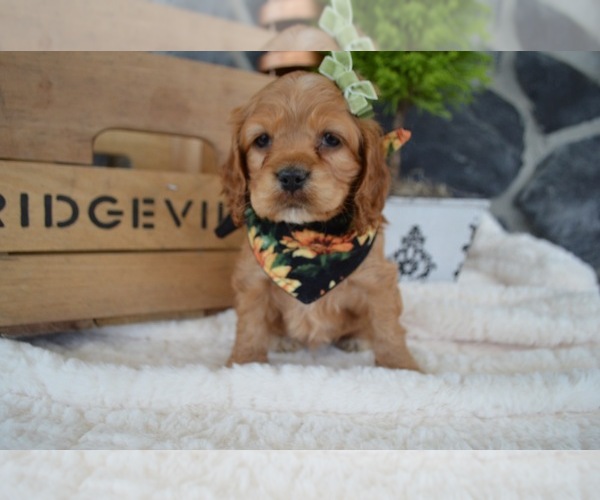 Medium Photo #3 Cocker Spaniel Puppy For Sale in HONEY BROOK, PA, USA