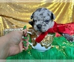 Small Photo #8 French Bulldog Puppy For Sale in HAYWARD, CA, USA