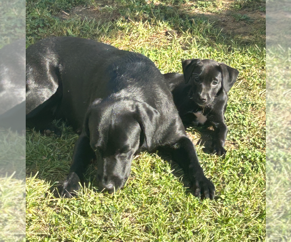 Medium Photo #7 Boston Terrier-Labrador Retriever Mix Puppy For Sale in Holly Springs, NC, USA