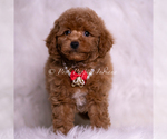 Small #1 Maltipoo (Miniature)