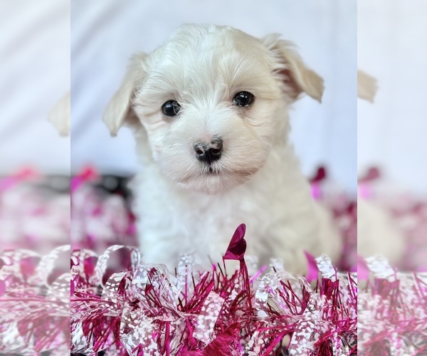 Medium Photo #5 Maltese Puppy For Sale in ROCK STREAM, NY, USA