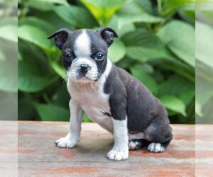 Medium Boston Terrier