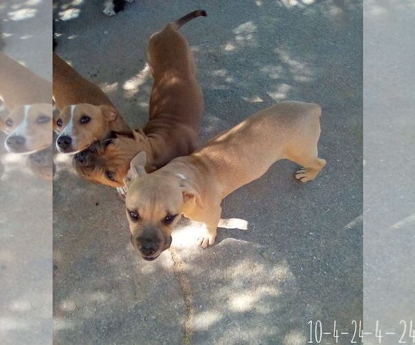 Medium Photo #2 Bulldog-Unknown Mix Puppy For Sale in Apple Valley, CA, USA