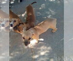Small #1 Bulldog Mix