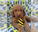 Small Photo #7 Goldendoodle-Poodle (Miniature) Mix Puppy For Sale in LANCASTER, PA, USA