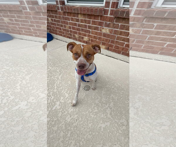 Medium Photo #1 Boxer-Unknown Mix Puppy For Sale in Dumont, NJ, USA