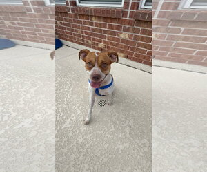 Boxer-Unknown Mix Dogs for adoption in Dumont, NJ, USA