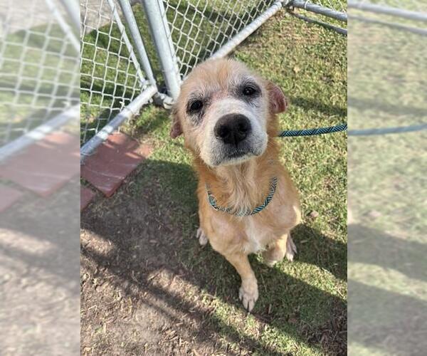 Medium Photo #1 Labrador Retriever-Unknown Mix Puppy For Sale in Corpus Christi, TX, USA