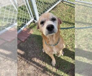 Labrador Retriever-Unknown Mix Dogs for adoption in Corpus Christi, TX, USA