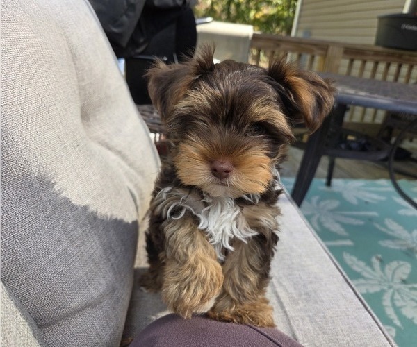 Medium Photo #1 Yorkshire Terrier Puppy For Sale in RHOADESVILLE, VA, USA