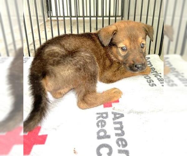 Medium Photo #1 Labrador Retriever-Unknown Mix Puppy For Sale in Houston, TX, USA