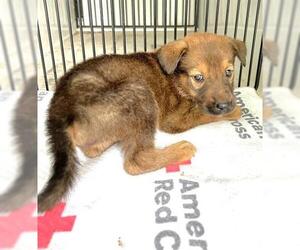 Labrador Retriever-Unknown Mix Dogs for adoption in Houston, TX, USA