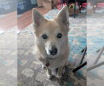 Small #2 Labrador Retriever-Pomeranian Mix