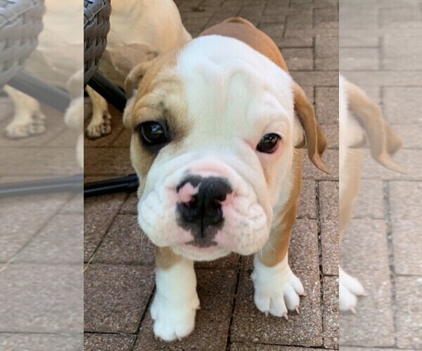 Medium Photo #3 English Bulldog Puppy For Sale in DALLAS, TX, USA