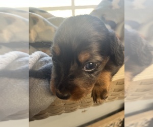 Dachshund Puppy for sale in SOUTH HAVEN, KS, USA