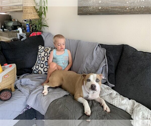 Medium Photo #4 American Pit Bull Terrier-Bulldog Mix Puppy For Sale in  Ramona, CA, USA
