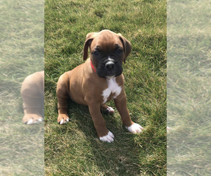 Boxer Puppy for Sale in APPLE CREEK, Ohio USA