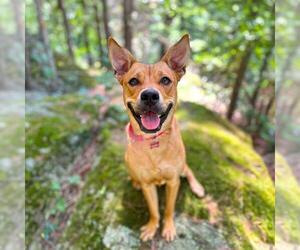 Black Mouth Cur-Unknown Mix Dogs for adoption in Dedham, MA, USA