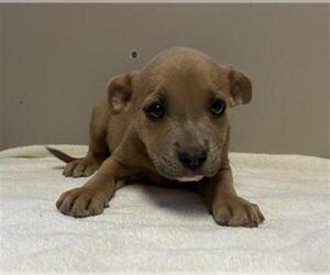 American Pit Bull Terrier Dogs for adoption in Redlands, CA, USA