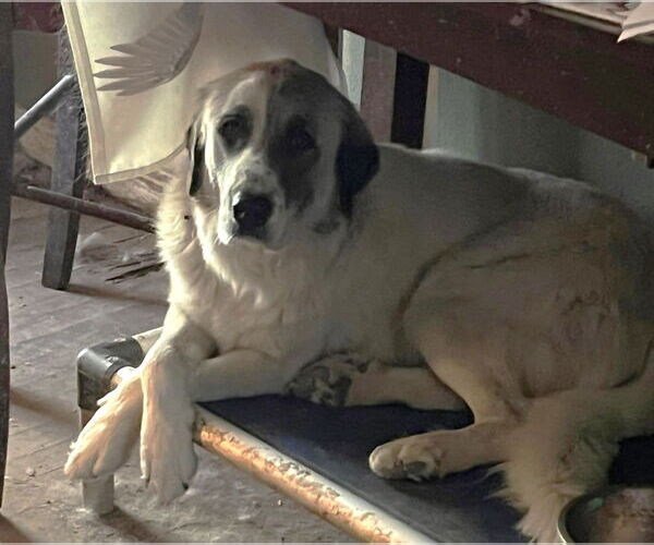 Medium Photo #5 Great Pyrenees Puppy For Sale in Dallas, TX, USA