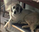 Small #4 Great Pyrenees
