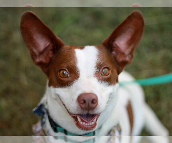 Medium Photo #2 Rat-Cha Puppy For Sale in Cookeville, TN, USA