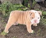 Puppy Dumpling Bulldog