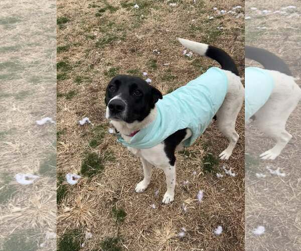 Medium Photo #18 Mutt Puppy For Sale in Holly Springs, NC, USA