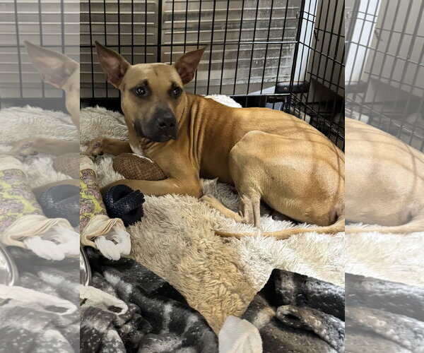 Medium Photo #2 Black Mouth Cur-Unknown Mix Puppy For Sale in Sanford, FL, USA