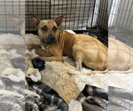 Small #1 Black Mouth Cur Mix