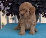 Small #7 Poodle (Toy)