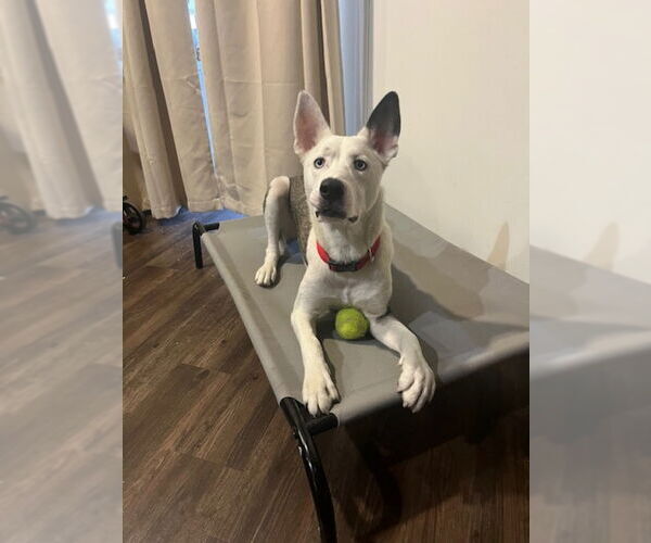 Medium Photo #1 Siberian Husky-Unknown Mix Puppy For Sale in San Diego, CA, USA