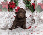 Small Photo #2 Labrador Retriever Puppy For Sale in GLEN ROCK, PA, USA