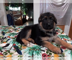German Shepherd Dog Puppy for sale in FAIRBANKS, AK, USA