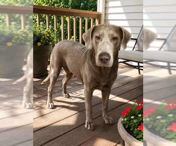 Medium Photo #2 Labmaraner Puppy For Sale in MIDWAY, UT, USA