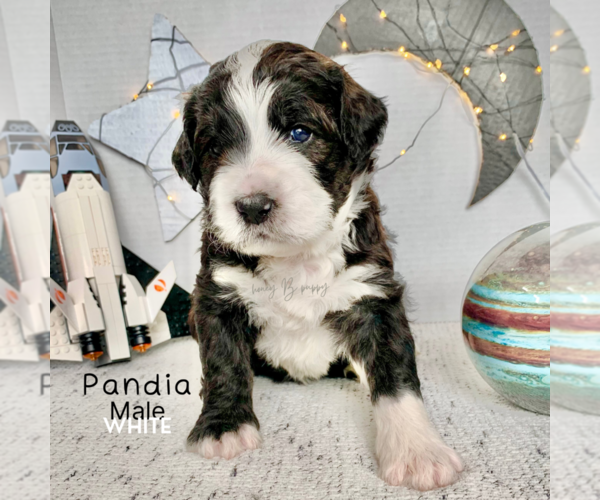 Medium Photo #3 Bernedoodle Puppy For Sale in BROOMFIELD, CO, USA