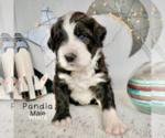 Small #2 Bernedoodle