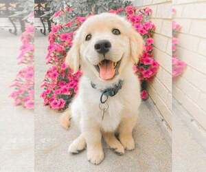 Golden Retriever Puppy for sale in COLUMBIA HEIGHTS, LA, USA