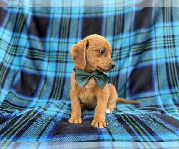 Medium Photo #3 Beagle-Labradoodle Mix Puppy For Sale in LAKELAND, FL, USA