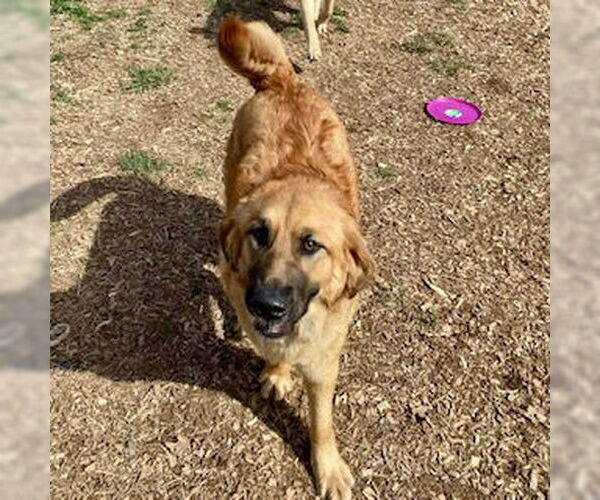 Medium Photo #4 Mutt Puppy For Sale in Sparta, TN, USA